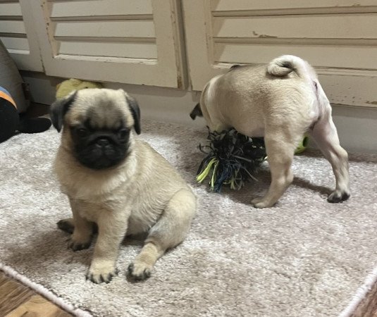 Mopsz