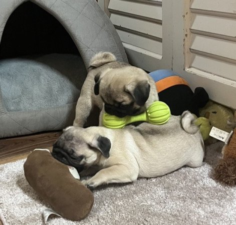 Mopsz