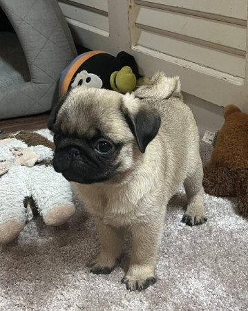 Mopsz