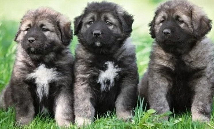 Kaukázusi juhászkutya