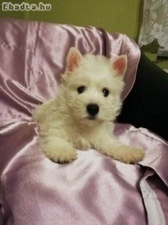 Törzskönyves Westie szuka kiskutya eldó!