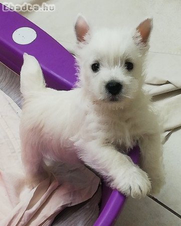 Törzskönyves Westie szuka kiskutya eldó!