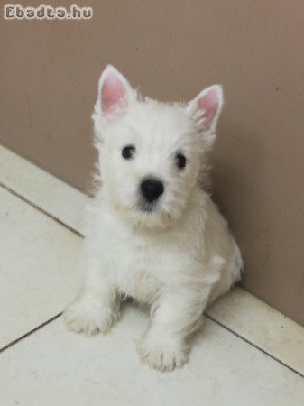 Törzskönyves Westie szuka kiskutya eldó!