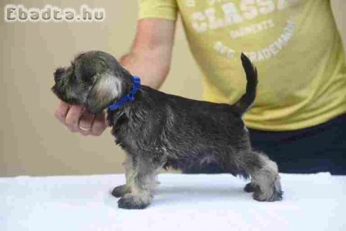 Miniature schnauzer