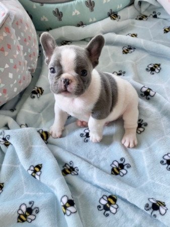 Francia bulldog