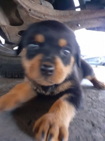 Rotweiler