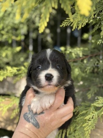 Border collie