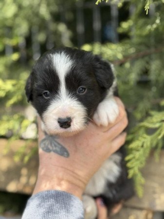 Border collie
