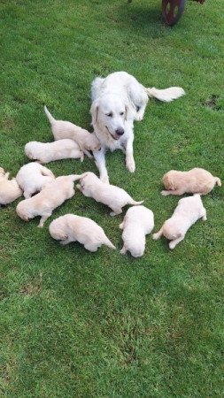 Golden Retriever