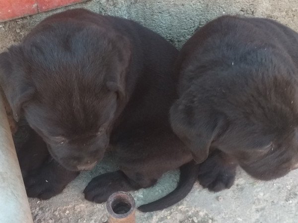 labrador