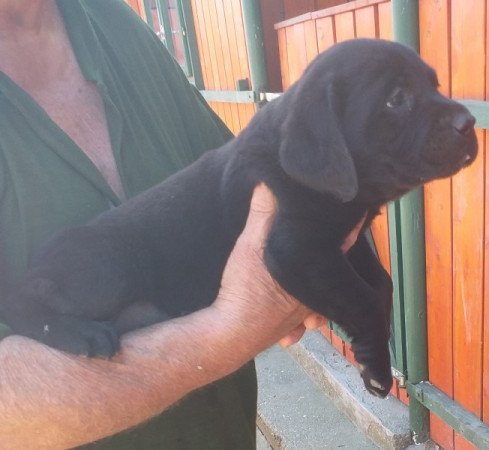 labrador