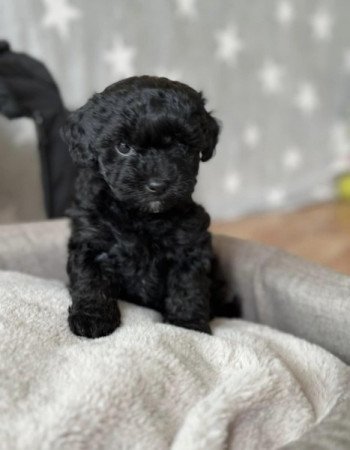 Maltipoo