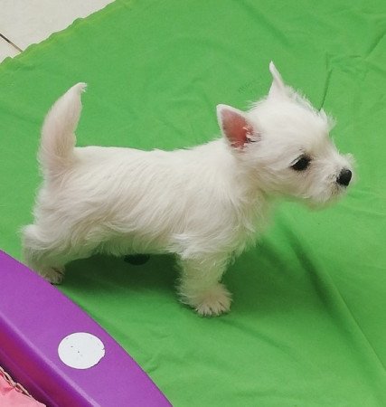 West highland white terrier
