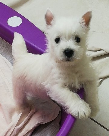 West highland white terrier