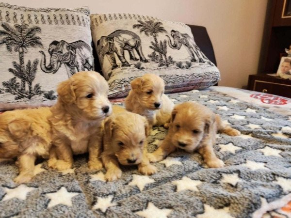 Maltipoo