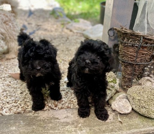Maltipoo