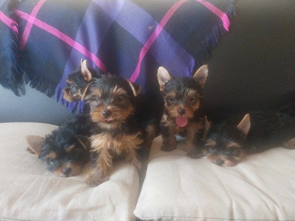 Yorkshire terrier kiskutyák