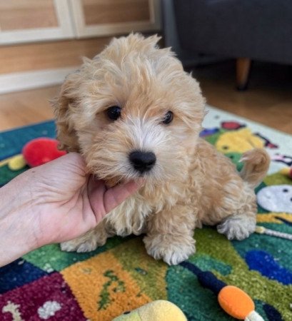 Maltipoo