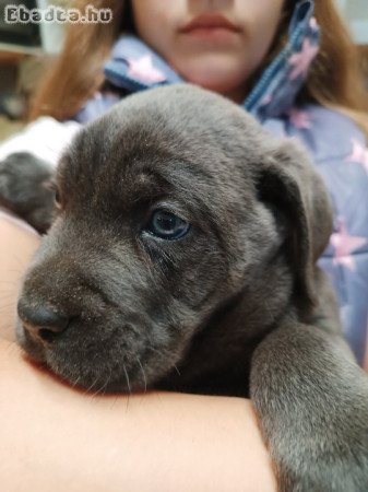 Cane corso kiskutyák  eladók