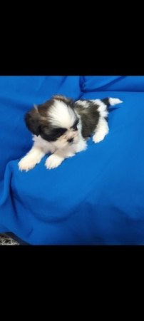 Shih-Tzu