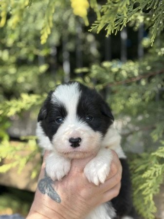 Border collie