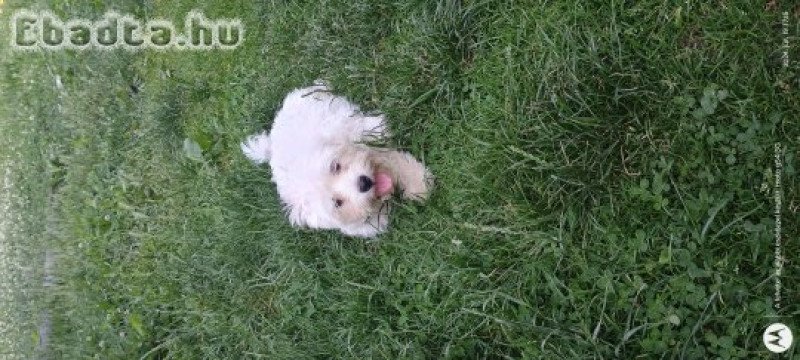 Bichon Havanese kiskutya.