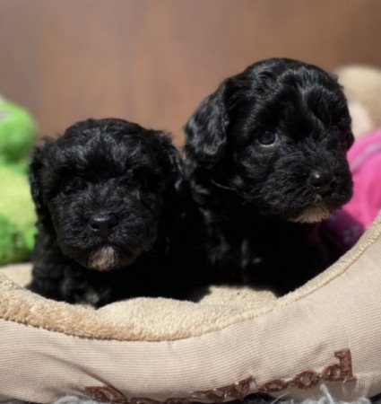 Maltipoo