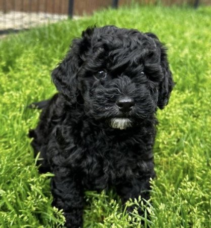 Maltipoo
