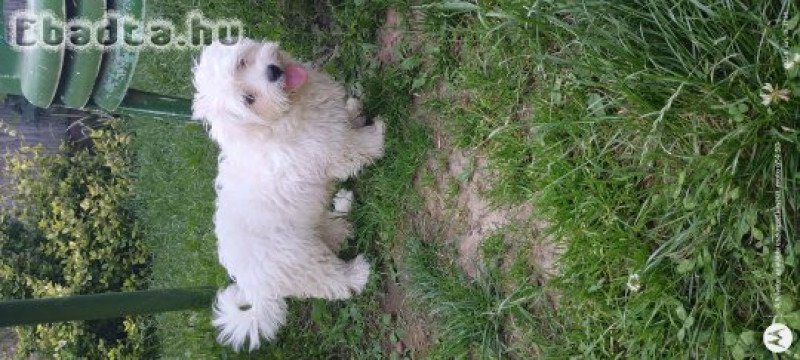 Bichon Havanese kiskutya.