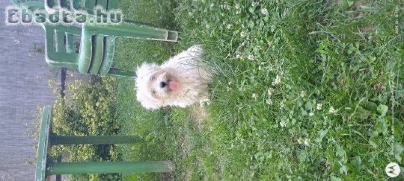 Bichon Havanese kiskutya.