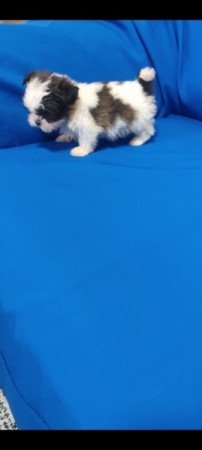 Shih-Tzu