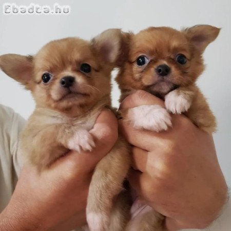 Beutifull Chihuahua kölykök Rehoming