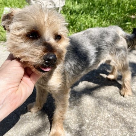 yorkshire terrier