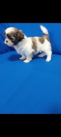 Shih-Tzu