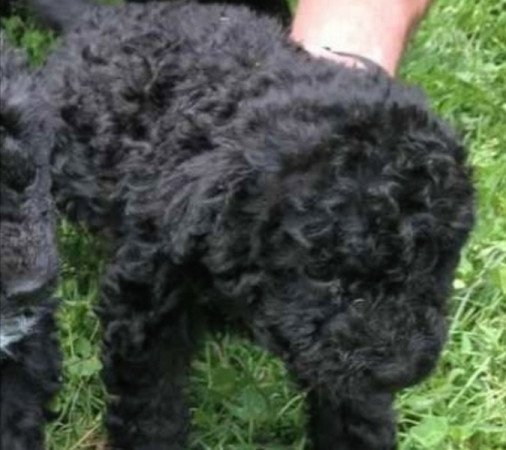 Puli