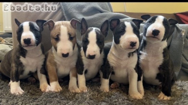 Eladó miniatűr Bullterrier kiskutyák