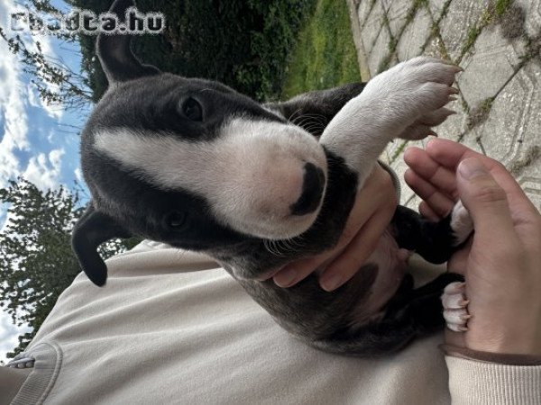 Eladó miniatűr Bullterrier kiskutyák