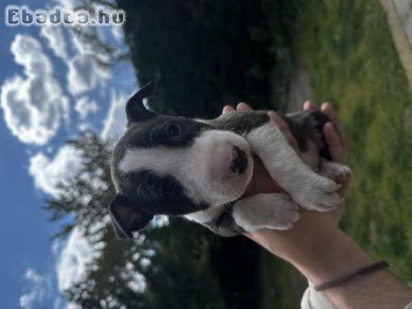 Eladó miniatűr Bullterrier kiskutyák