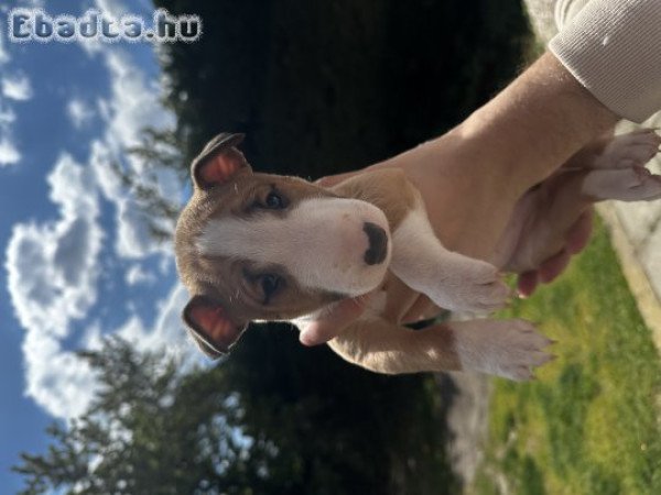 Eladó miniatűr Bullterrier kiskutyák