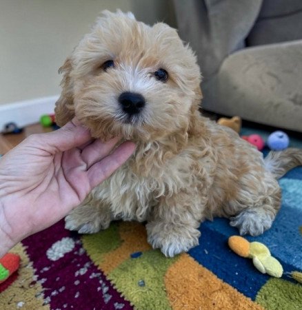 Maltipoo
