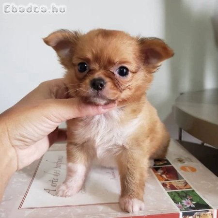 Beutifull Chihuahua kölykök Rehoming