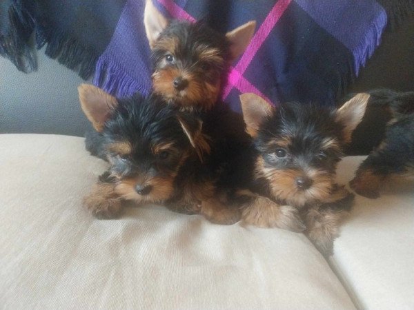 Yorkshire terrier