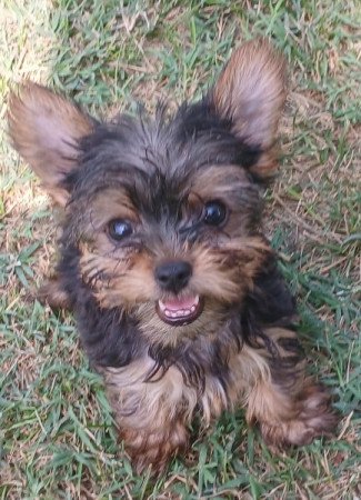 Yorkshire terrier