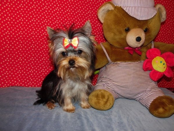 Yorkshire Terrier, Yorki