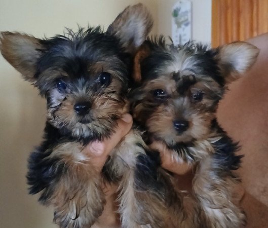 Yorkshire terrier