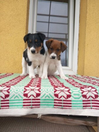 Foxterrier