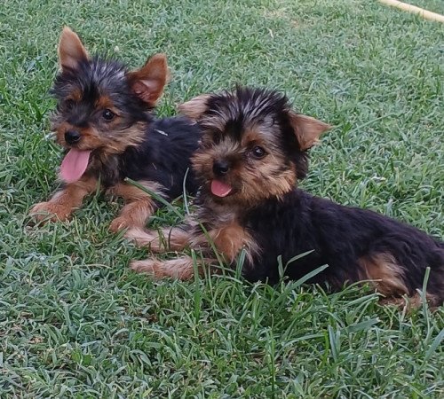 Yorkshire terrier