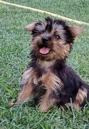 Yorkshire terrier