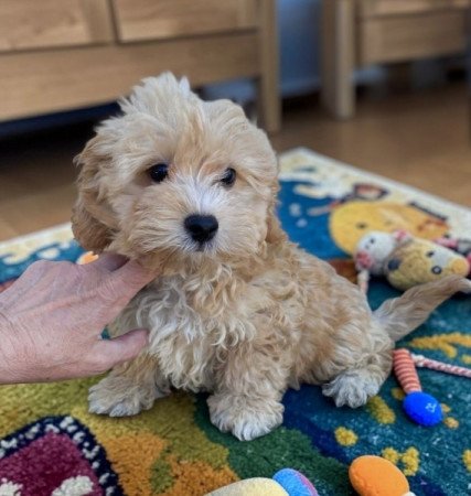 Maltipoo