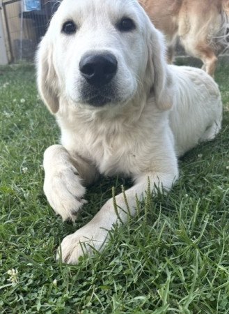 Golden retriever